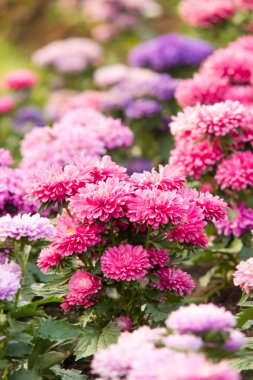 kasımpatı çiçekleri