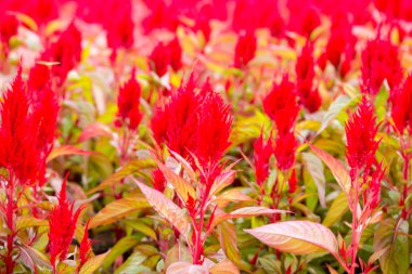 Bahçe alanına kırmızı cockscomb