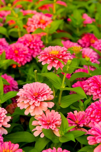 Рожева квітка гербери в гарде — стокове фото