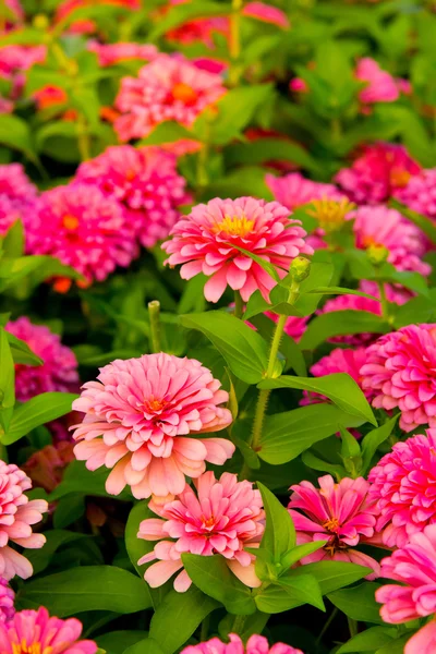 Rosa gerbera blomma i garde — Stockfoto