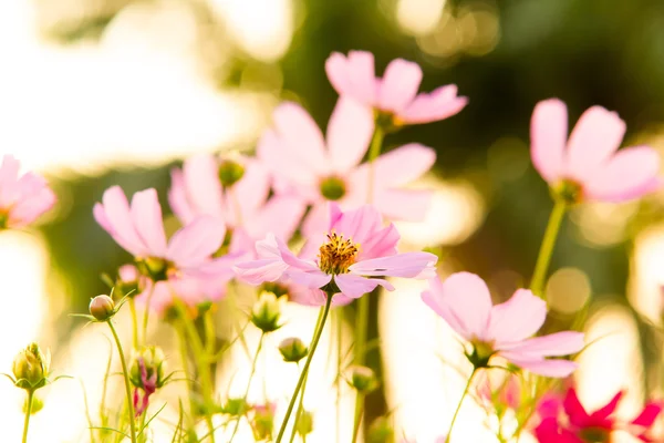 Cosmos fiore archiviato per lo sfondo — Foto Stock