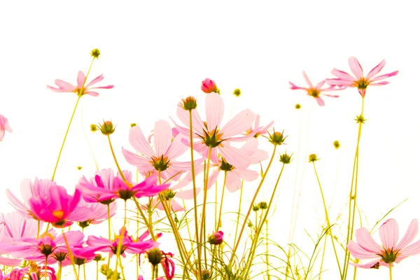 Kosmos Blume als Hintergrund — Stockfoto