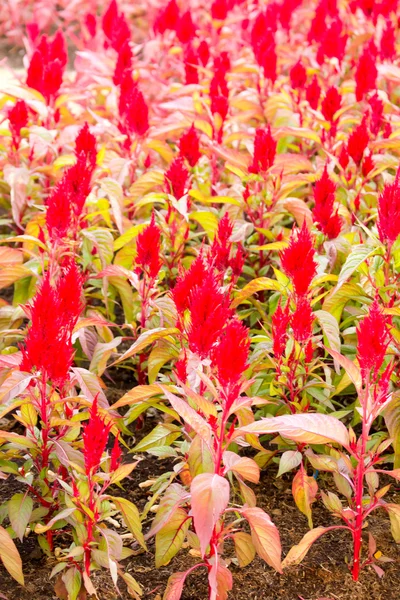 Red cockscomb field in garden — Stock Photo, Image