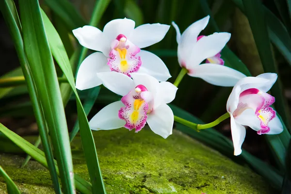 Красивый тайский цветок орхидеи в саду — стоковое фото