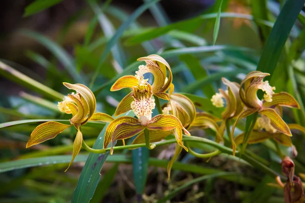 Όμορφη Ταϊλάνδης ορχιδέα λουλούδι στον κήπο — Φωτογραφία Αρχείου
