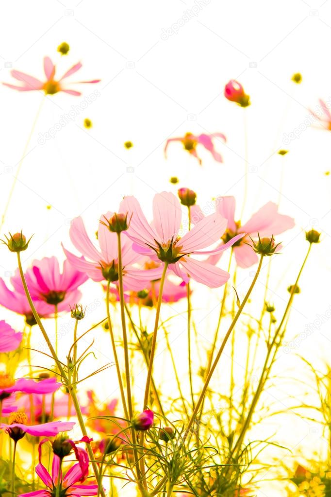 Cosmos flower filed for background