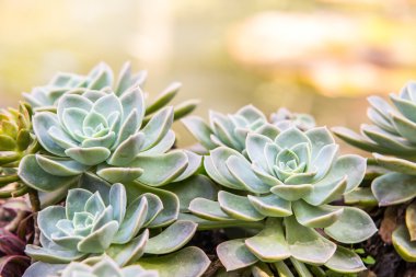 crasulaceae olağanüstüsarı bitki