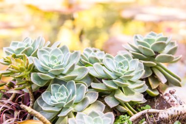 crasulaceae olağanüstüsarı bitki