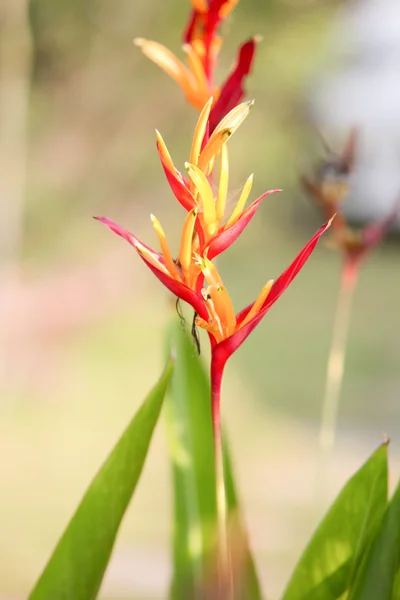 Paradiesvogel blüht im Garten — Stockfoto