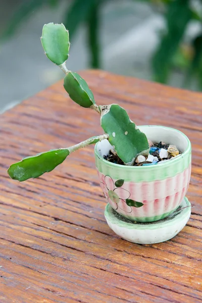 Sebuah pot kaktus kecil di meja kayu — Stok Foto