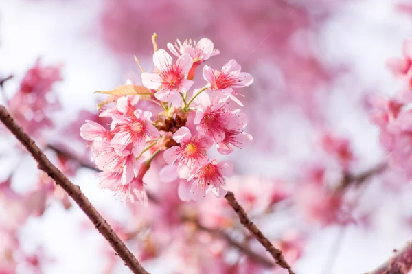 Süßkirschblüte (Sakura-Blüte) in Thailand — Stockfoto