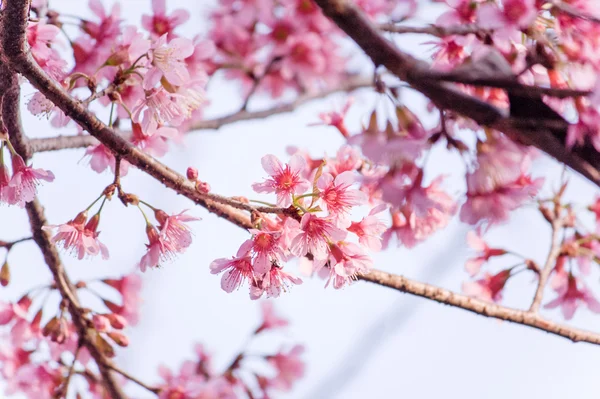 Flor de cereja doce (Sakura florescendo) na Tailândia — Fotografia de Stock