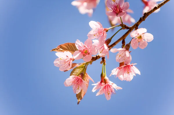 Flor de cerezo dulce (Sakura florecimiento) en Tailandia —  Fotos de Stock
