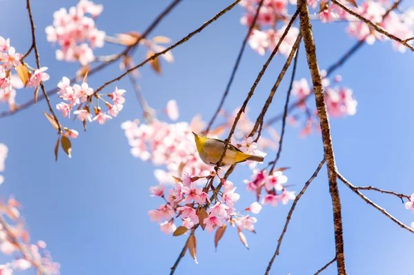 Flor de cerezo dulce (Sakura florecimiento) en Tailandia — Foto de Stock