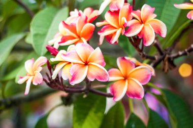 pembe frangipani çiçekler