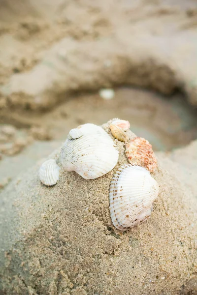 Seashell on sand — Stock Photo, Image