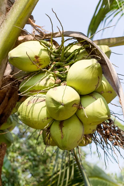 Kokosnoot vruchten — Stockfoto