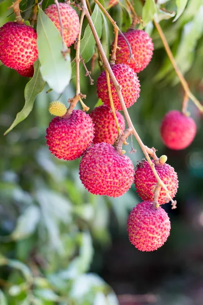 Thaise rijp lychee vruchten — Stockfoto