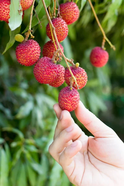 Hand oppakken van de rijpe lychee vruchten — Stockfoto