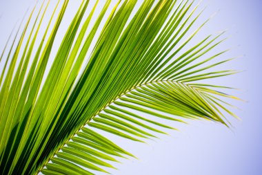 Hindistan cevizi yaprak bir