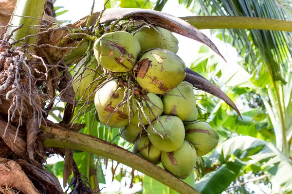 Kokosfrucht — Stockfoto