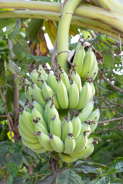 Banana Bunch na árvore — Fotografia de Stock