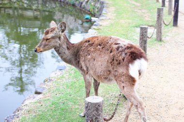 todaiji Tapınağı, nara, ünlü yerde önünde rahatça yürünebilecek geyik Japonya.