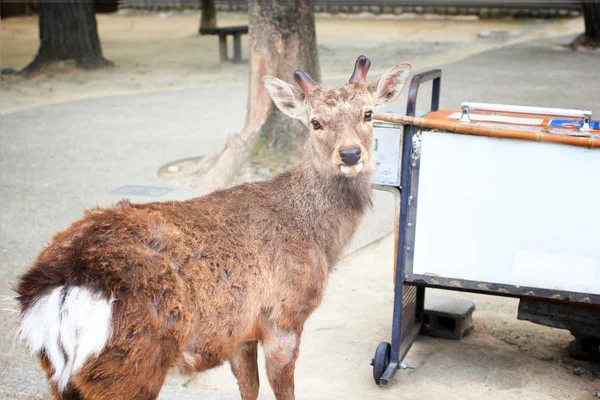 Freely walking deer in front of Todaiji temple, the famous place in Nara, Japan. — Stock Photo, Image