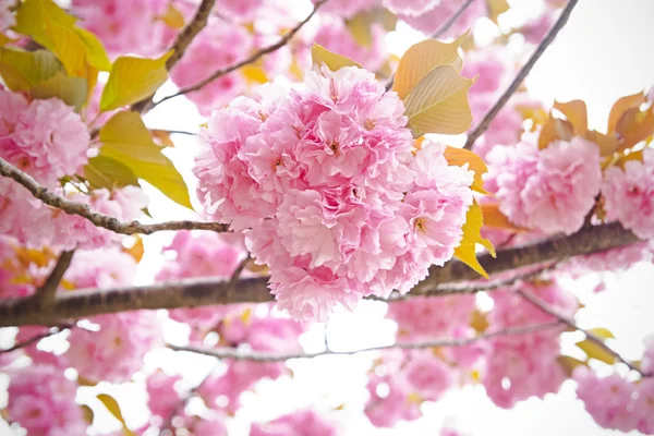 Flor de cerejeira, sakura, na primavera de Nara — Fotografia de Stock
