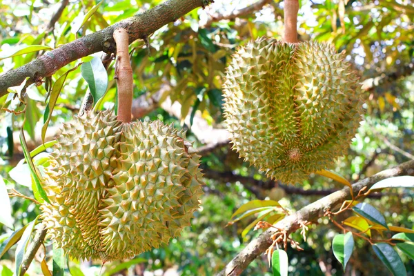 Frische durianische Früchte am Baum. — Stockfoto