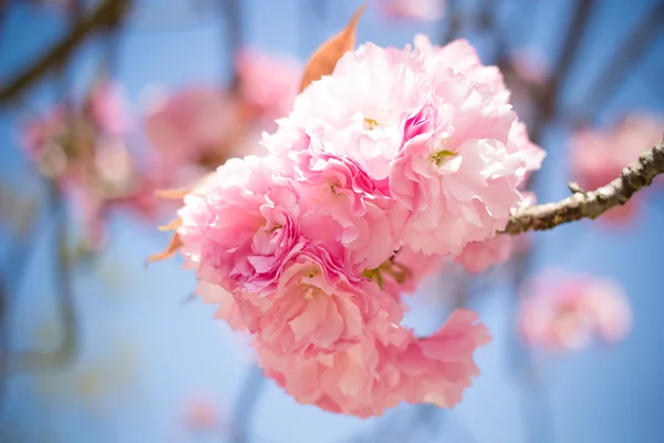 Flor de cerejeira, sakura, na primavera de Kyoto — Fotografia de Stock