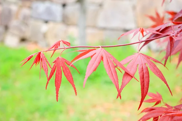 Kırmızı akçaağaç yaprağı Osaka, Japonya — Stok fotoğraf