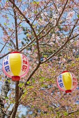 sukura festivaline maruyama Park pembe Japon lambaları