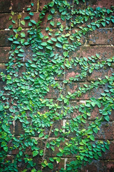 Muro de ladrillo con el árbol trepador — Foto de Stock