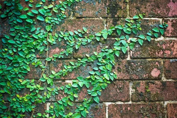 Brick wall with the climbing tree — Stock Photo, Image