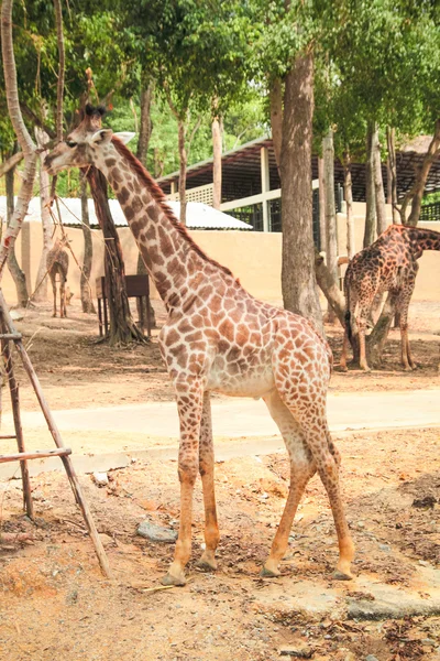 Giraffe in the Chiangmai zoo, Thailand. — Stock Photo, Image