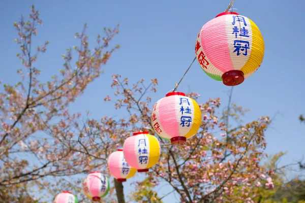 Roze Japanse lantaarns in sukura festival in maruyama park in kyoto, japan — Stockfoto