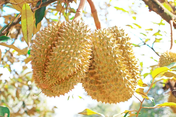 Durian tailandese su albero nel frutteto — Foto Stock