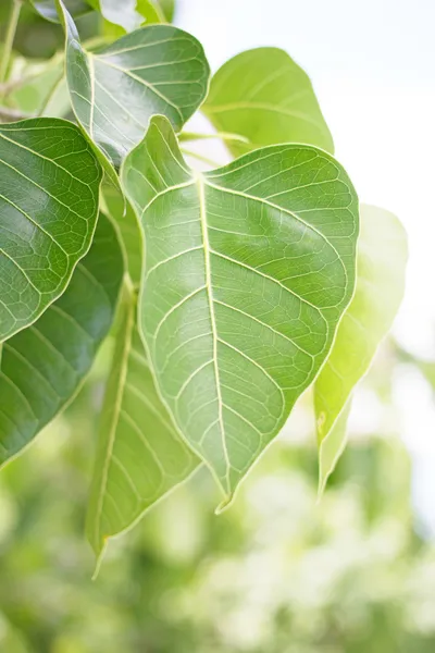 Grüne Guck- oder Bodhi-Blätter vom Bodhi-Baum — Stockfoto