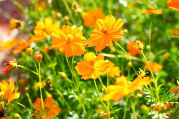 Flor cosmos amarelo no jardim — Fotografia de Stock