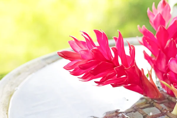 Thai rote Blume — Stockfoto