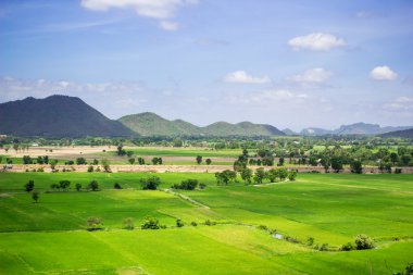 blue sky adlı Tayland kırsal ve doğal pirinç alan.