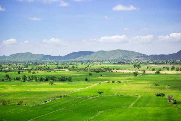 Естественное рисовое поле и голубое небо в сельской местности Таиланда . — стоковое фото