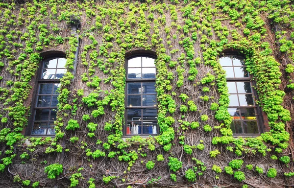 Fenster mit dem kriechenden Efeubaum bei kurashiki, Japan. — Stockfoto