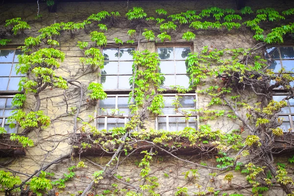 Fönster med krypande ivy trädet på kurashiki, japan. — Stockfoto