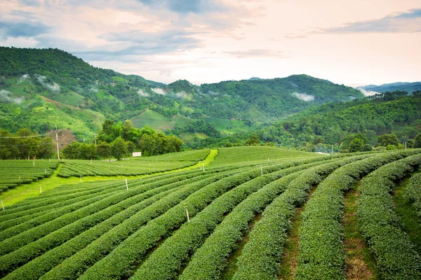 Naturalny krajobraz plantacji herbaty na górze w chiangrai. — Zdjęcie stockowe