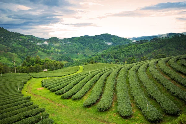 Naturalny krajobraz plantacji herbaty na górze w chiangrai. — Zdjęcie stockowe