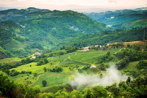 Paisagem natural da plantação de chá na montanha em Chiangrai — Fotografia de Stock