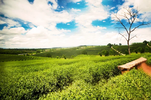 Natürliche Teeplantage auf dem Berg in Chiangrai — Stockfoto