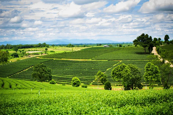 Paisaje natural de plantación de té en la montaña en Chiangrai —  Fotos de Stock